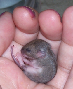 How long can a baby mice live without its mother