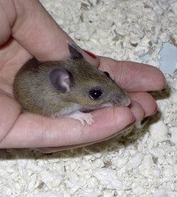 caring for baby mice