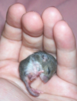 How long can a baby mouse go without food