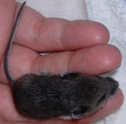 Orphaned Baby Mice G W Deer Mouse Ranch