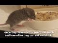 Raising a Baby Mouse 6/10 Dehydration, Bloat